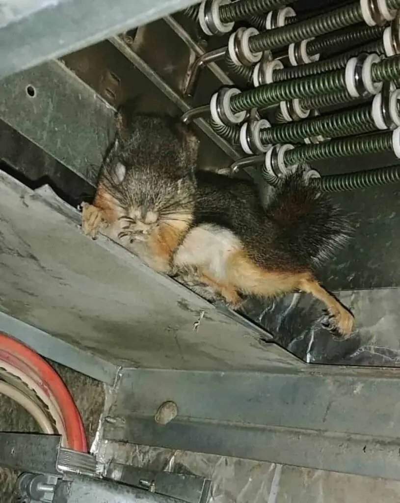 dead squirrel in furnace